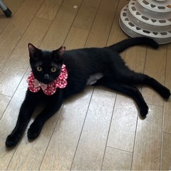 お利口さんな黒猫さんです💕