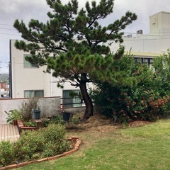 植物　　松の木、シークワーサーの木、パパやです。