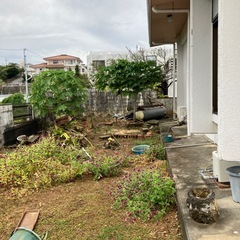 植物　　松の木、シークワーサーの木、パパやです。の画像
