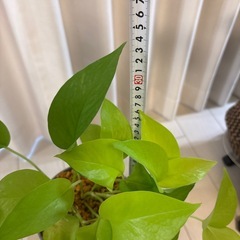 観葉植物　ポトスライム　鉢植え の画像