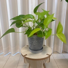 観葉植物　ポトスライム　鉢植え の画像