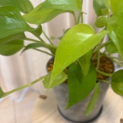 観葉植物　ポトスライム　鉢植え の画像