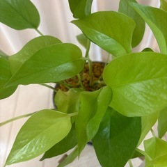 観葉植物　ポトスライム　鉢植え の画像