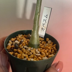 アデニウム　オペスムの画像