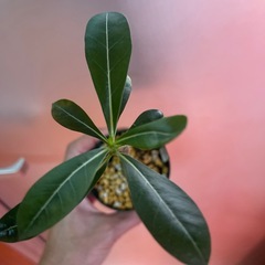 アデニウム　オペスムの画像