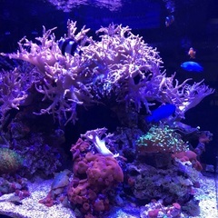 RedSea リーファー170セット【引き取り限定】の画像