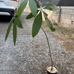 鉢付き　パキラ　実生苗　観葉植物　塊根植物　多肉植物　ビザールプランツ　レアプランツ　ガーデニング　植物　グリーン　趣味　盆栽　葉　花　庭　草　インテリア　おしゃれ　飾り　園芸　の画像