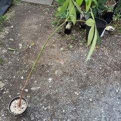 鉢付き　パキラ　実生苗　観葉植物　塊根植物　多肉植物　ビザールプランツ　レアプランツ　ガーデニング　植物　グリーン　趣味　盆栽　葉　花　庭　草　インテリア　おしゃれ　飾り　園芸　の画像