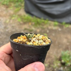 ハオルシア　竜鱗　観葉植物　塊根植物　多肉植物　多肉植物　ビザールプランツ　レアプランツ　ガーデニング　植物　グリーン　趣味　盆栽　葉　花　庭　草　観葉植物　塊根植物　多肉植物　ビザールプランツ　レアプランツ　ガーデニング　植物　グリーン　趣味　盆栽　葉　花　庭　草　インテリア　おしゃれ　飾り　園芸　の画像