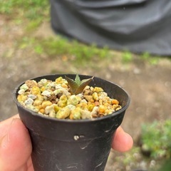 ハオルシア　竜鱗　観葉植物　塊根植物　多肉植物　多肉植物　ビザールプランツ　レアプランツ　ガーデニング　植物　グリーン　趣味　盆栽　葉　花　庭　草　観葉植物　塊根植物　多肉植物　ビザールプランツ　レアプランツ　ガーデニング　植物　グリーン　趣味　盆栽　葉　花　庭　草　インテリア　おしゃれ　飾り　園芸　の画像