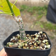 ボンバックス　挿木　発根済み　プセウドボンバックスエリプティクム　塊根植物　観葉植物　多肉植物　ビザールプランツ　生活雑貨 家庭用品 ガーデニング　観葉植物　塊根植物　多肉植物　ビザールプランツ　レアプランツ　ガーデニング　植物　グリーン　趣味　盆栽　葉　花　庭　草　インテリア　おしゃれ　飾り　園芸　の画像