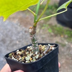 ボンバックス　挿木　発根済み　プセウドボンバックスエリプティクム　塊根植物　観葉植物　多肉植物　ビザールプランツ　生活雑貨 家庭用品 ガーデニング　観葉植物　塊根植物　多肉植物　ビザールプランツ　レアプランツ　ガーデニング　植物　グリーン　趣味　盆栽　葉　花　庭　草　インテリア　おしゃれ　飾り　園芸　の画像