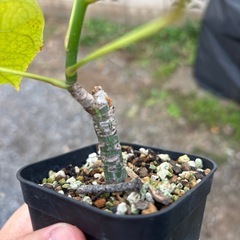 ボンバックス　挿木　発根済み　プセウドボンバックスエリプティクム　塊根植物　観葉植物　多肉植物　ビザールプランツ　生活雑貨 家庭用品 ガーデニング　観葉植物　塊根植物　多肉植物　ビザールプランツ　レアプランツ　ガーデニング　植物　グリーン　趣味　盆栽　葉　花　庭　草　インテリア　おしゃれ　飾り　園芸　の画像