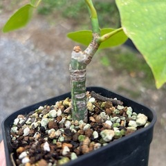 ボンバックス　挿木　発根済み　プセウドボンバックスエリプティクム　塊根植物　観葉植物　多肉植物　ビザールプランツ　生活雑貨 家庭用品 ガーデニング　観葉植物　塊根植物　多肉植物　ビザールプランツ　レアプランツ　ガーデニング　植物　グリーン　趣味　盆栽　葉　花　庭　草　インテリア　おしゃれ　飾り　園芸　の画像