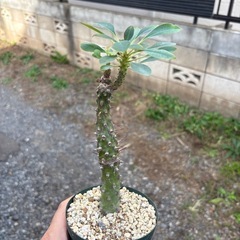 【20%オフ　10/23】【20％オフ】ユーフォルビアパキポディオイデス　観葉植物　塊根植物　多肉植物　ビザールプランツ　レアプランツ　ガーデニング　植物　グリーン　趣味　盆栽　葉　花　庭　草　インテリア　おしゃれ　飾り　園芸　の画像