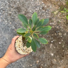 【20%オフ　10/23】【20％オフ】ユーフォルビアパキポディオイデス　観葉植物　塊根植物　多肉植物　ビザールプランツ　レアプランツ　ガーデニング　植物　グリーン　趣味　盆栽　葉　花　庭　草　インテリア　おしゃれ　飾り　園芸　の画像