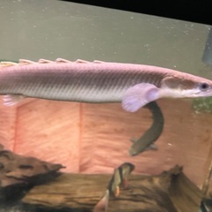 熱帯魚　古代魚　ポリプテルス
