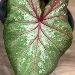観葉植物　PW『カラジウム／ガーデンカラジウム ハートトゥハード エクスプロージョン ５号の画像