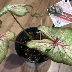 観葉植物　PW『カラジウム／ガーデンカラジウム ハートトゥハード エクスプロージョン ５号の画像