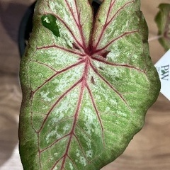 観葉植物　PW『カラジウム／ガーデンカラジウム ハートトゥハード エクスプロージョン ５号の画像