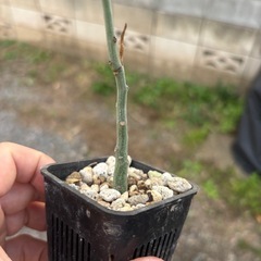 アデニア　グラウカ　挿し木苗　観葉植物　塊根植物　多肉植物　ビザールプランツ　レアプランツ　ガーデニング　植物　グリーン　趣味　盆栽　葉　花　庭　草　インテリア　おしゃれ　飾り　園芸　の画像