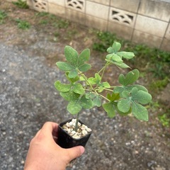 アデニア　グラウカ　挿し木苗　観葉植物　塊根植物　多肉植物　ビザールプランツ　レアプランツ　ガーデニング　植物　グリーン　趣味　盆栽　葉　花　庭　草　インテリア　おしゃれ　飾り　園芸　の画像
