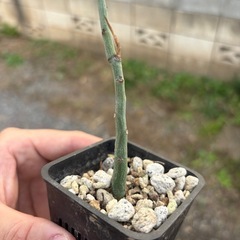 アデニア　グラウカ　挿し木苗　観葉植物　塊根植物　多肉植物　ビザールプランツ　レアプランツ　ガーデニング　植物　グリーン　趣味　盆栽　葉　花　庭　草　インテリア　おしゃれ　飾り　園芸　の画像