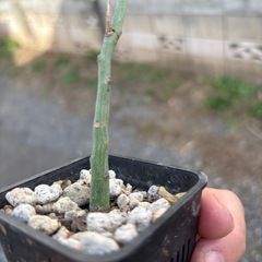 アデニア　グラウカ　挿し木苗　観葉植物　塊根植物　多肉植物　ビザールプランツ　レアプランツ　ガーデニング　植物　グリーン　趣味　盆栽　葉　花　庭　草　インテリア　おしゃれ　飾り　園芸　の画像