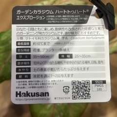 観葉植物　PW『カラジウム／ガーデンカラジウム ハートトゥハード エクスプロージョン ５号の画像