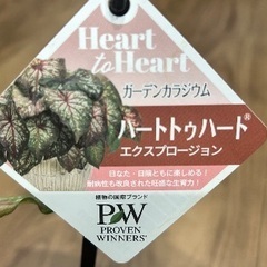 観葉植物　PW『カラジウム／ガーデンカラジウム ハートトゥハード エクスプロージョン ５号の画像