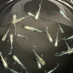 🐟メダカ・エメキン・1匹 100円 の画像