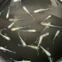 🐟メダカ・エメキン・1匹 100円 の画像