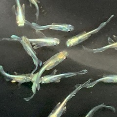 🐟メダカ・エメキン・1匹 100円 の画像