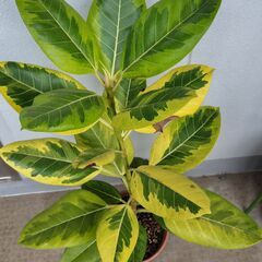 フィカス ルビー（ゴムの木）鉢付き 観葉植物の画像