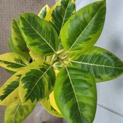フィカス ルビー（ゴムの木）鉢付き 観葉植物の画像