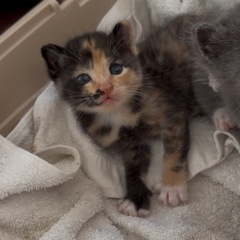 サビっぽいミケの子猫ちゃん