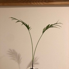 観葉植物の画像