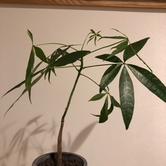 観葉植物の画像