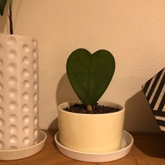 観葉植物の画像
