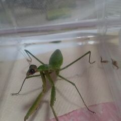 メス■オオカマキリの画像