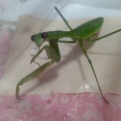 メス■オオカマキリの画像