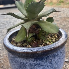 アガベ　ポタトラム　観葉植物　塊根植物　多肉植物　ビザールプランツ　レアプランツ　ガーデニング　植物　グリーン　趣味　盆栽　葉　花　庭　草　インテリア　おしゃれ　飾り　園芸　の画像