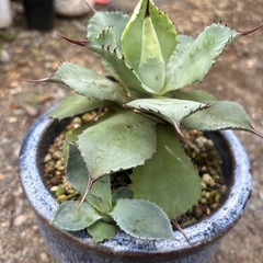 アガベ　ポタトラム　観葉植物　塊根植物　多肉植物　ビザールプランツ　レアプランツ　ガーデニング　植物　グリーン　趣味　盆栽　葉　花　庭　草　インテリア　おしゃれ　飾り　園芸　の画像