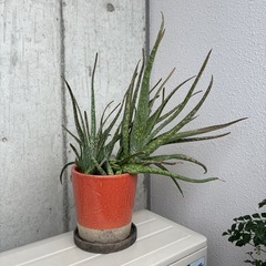 無印良品　や　観葉好きな方に　大きなアロエ鉢つきにての画像