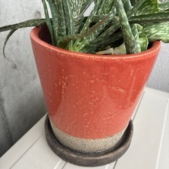 無印良品　や　観葉好きな方に　大きなアロエ鉢つきにての画像