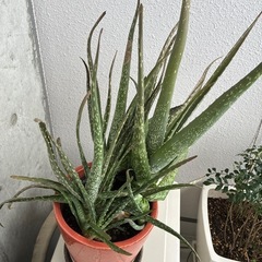 無印良品　や　観葉好きな方に　大きなアロエ鉢つきにての画像