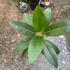 モートンベイイチジク　オーストラリアンガジュマル　ゴムの木　観葉植物　塊根植物　多肉植物　ビザールプランツ　レアプランツ　ガーデニング　植物　グリーン　趣味　盆栽　葉　花　庭　草　インテリア　おしゃれ　飾り　園芸　観葉植物　塊根植物生活雑貨 家庭用品 ガーデニングの画像