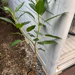 モートンベイイチジク　オーストラリアンガジュマル　ゴムの木　観葉植物　塊根植物　多肉植物　ビザールプランツ　レアプランツ　ガーデニング　植物　グリーン　趣味　盆栽　葉　花　庭　草　インテリア　おしゃれ　飾り　園芸　観葉植物　塊根植物生活雑貨 家庭用品 ガーデニングの画像