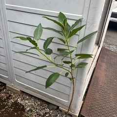 モートンベイイチジク　オーストラリアンガジュマル　ゴムの木　観葉植物　塊根植物　多肉植物　ビザールプランツ　レアプランツ　ガーデニング　植物　グリーン　趣味　盆栽　葉　花　庭　草　インテリア　おしゃれ　飾り　園芸　観葉植物　塊根植物生活雑貨 家庭用品 ガーデニングの画像