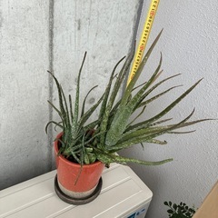 無印良品　や　観葉好きな方に　大きなアロエ鉢つきにての画像